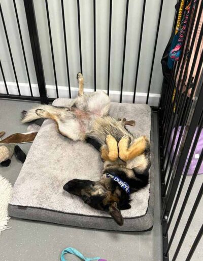 Connie laying on her back taking a rest during training