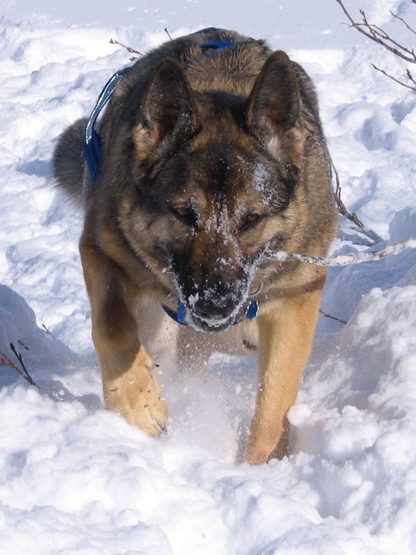 Faith playing in Alaskan Snow