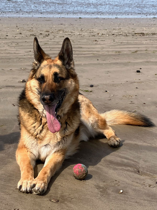 Tex chilling on Llanelli Beach after playing ball.